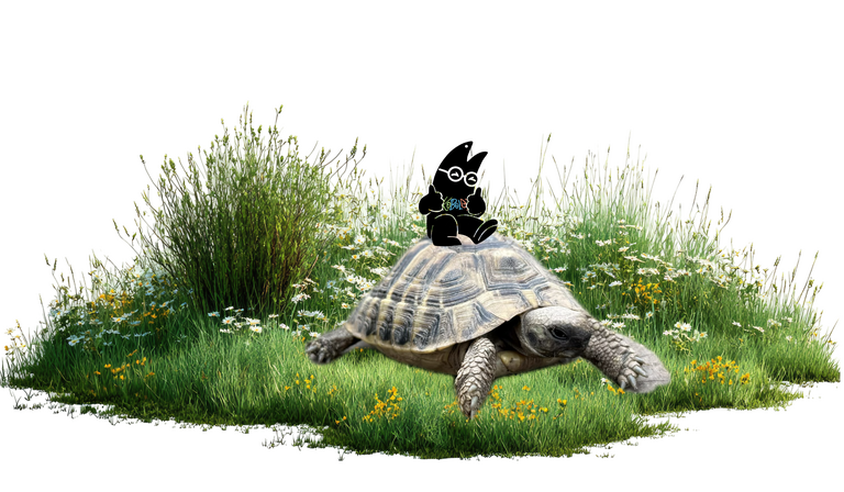 Langsam, aber legendär: Unsere Schulschildkröte Schildegard